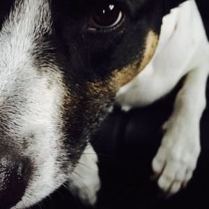 Meet your Posher, Brandi